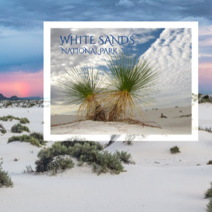 Twin Yuccas, White Sands National Park Postcard