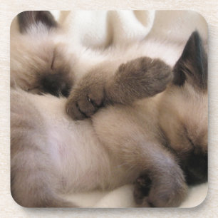 Twins Pet Cat Cute Siamese Kitten Coaster