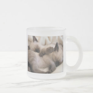 Twins Pet Cat Cute Siamese Kitten Frosted Glass Coffee Mug