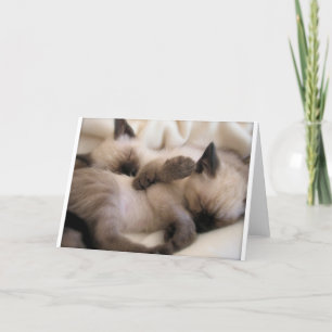 Twins Pet Cat Cute Siamese Kitten Holiday Card