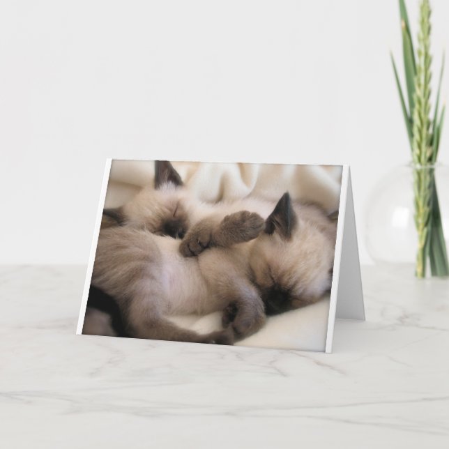 Twins Pet Cat Cute Siamese Kitten Holiday Card (Front)