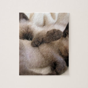 Twins Pet Cat Cute Siamese Kitten Jigsaw Puzzle