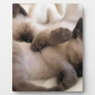Twins Pet Cat Cute Siamese Kitten Plaque