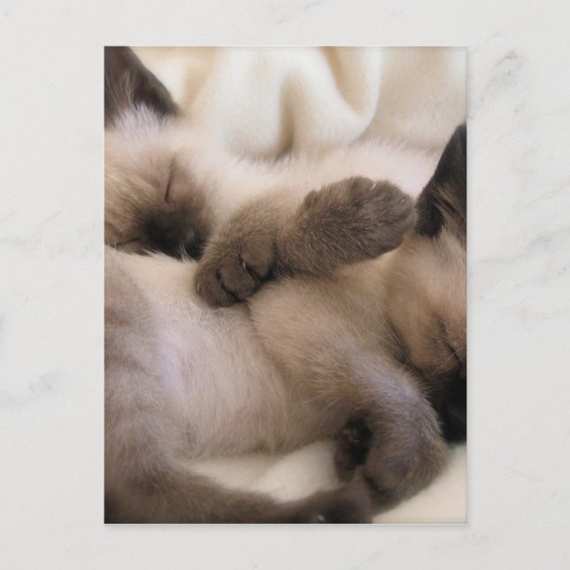 Twins Pet Cat Cute Siamese Kitten Postcard (Front)