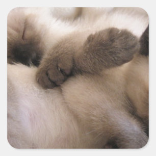 Twins Pet Cat Cute Siamese Kitten Square Sticker