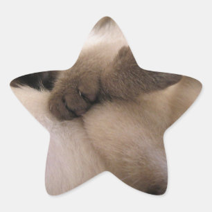 Twins Pet Cat Cute Siamese Kitten Star Sticker