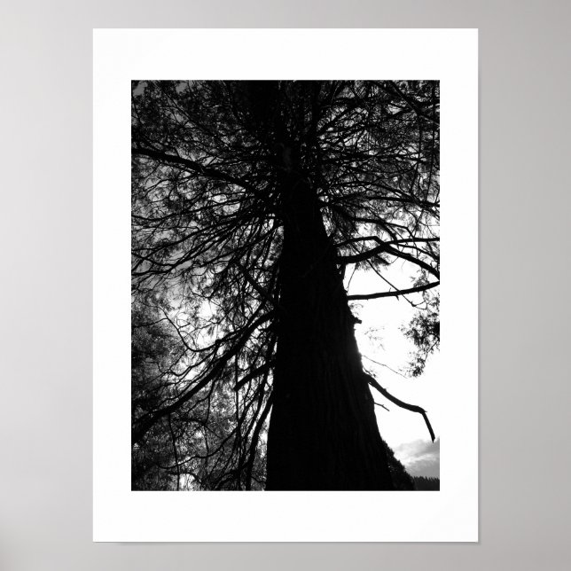 Twisted Branches Yosemite Black and White Photo Poster (Front)
