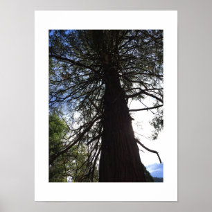 Twisted Branches Yosemite Green Colour Photography Poster