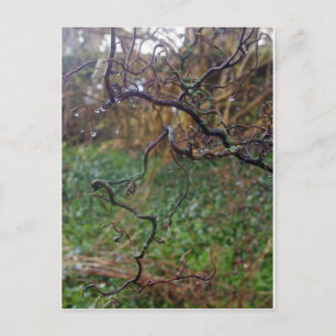 Twisted Hazel Postcard