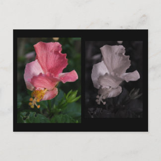 Twisted Hibiscus Postcard
