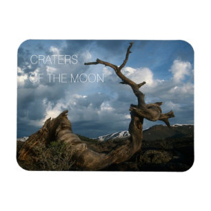 Twisted Limber Pine Trunk, Craters of the Moon Magnet