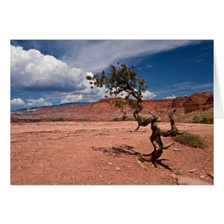 Twisted Pinyon Pine Tree