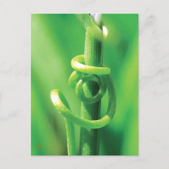 Twisted Tendril Vine Lovers in Nature  Postcard (Front)