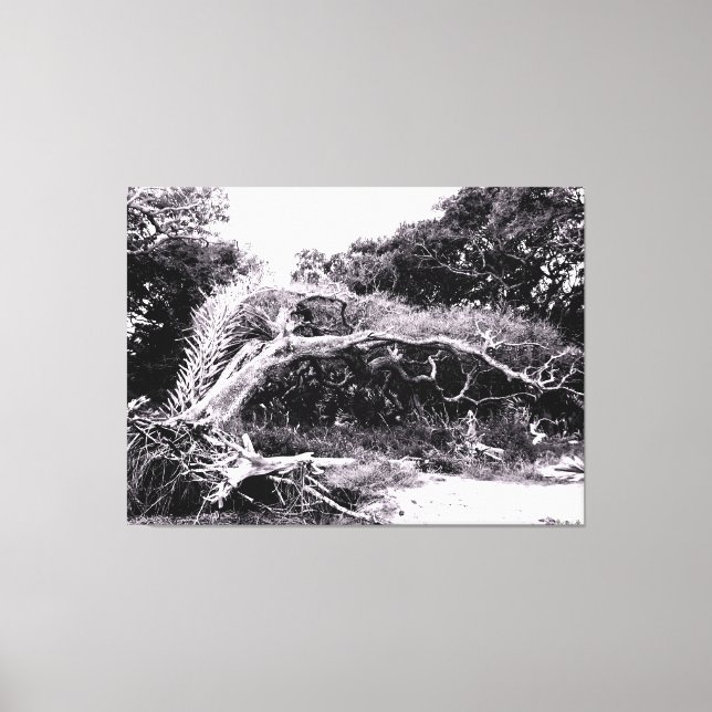 Twisted Tree at Forest Edge Canvas Print (Front)
