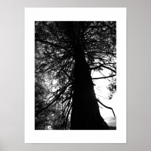 Twisted Tree Branches Poster - Black and White