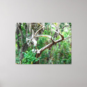 Twisted Tree in a Lush Forest Canvas Print