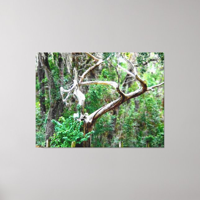 Twisted Tree in a Lush Forest Canvas Print (Front)