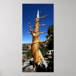 Twisty Foxtail Pine - Sierra Nevada Mountains Poster