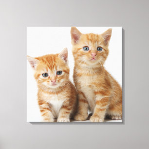 Two Adorable Kittens Canvas Print