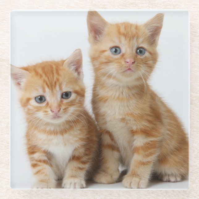 Two Adorable Kittens Glass Coaster (Front)