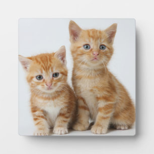 Two Adorable Kittens Plaque