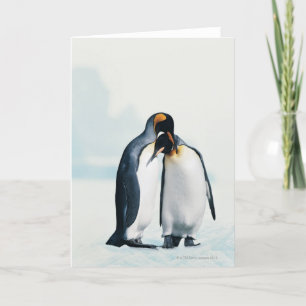 Two affectionate penguins card