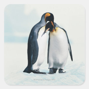 Two affectionate penguins square sticker