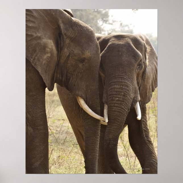 Two African Bush Elephants (Loxodonta Africana) Poster (Front)