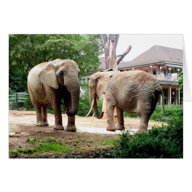 Two African elephants (Front Horizontal)