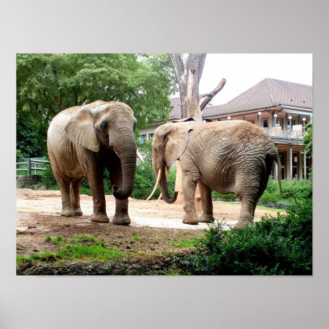 Two African elephants Poster (Front)