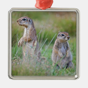 Two alert Ground Squirrels, Jamestown District, Metal Tree Decoration