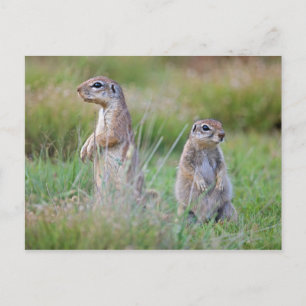 Two alert Ground Squirrels, Jamestown District, Postcard