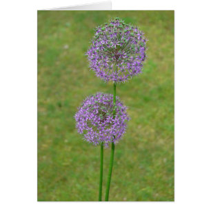 Two Allium