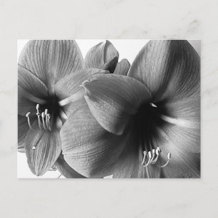 Two Amaryllis Flowers Photo Greeting Postcard