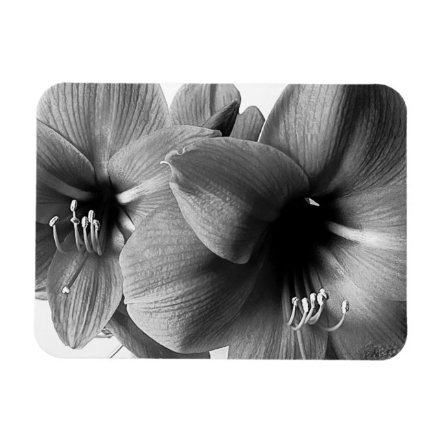 Two Amaryllis Flowers Photo Magnet (Horizontal)
