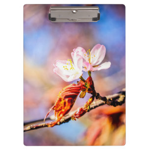Two Amazing Sakura Flowers. Pink, Blue Background Clipboard