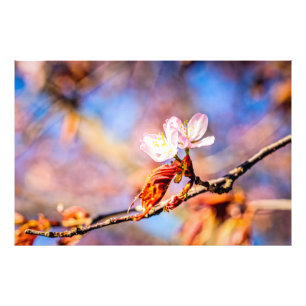 Two Amazing Sakura Flowers. Pink, Blue Background Photo Print