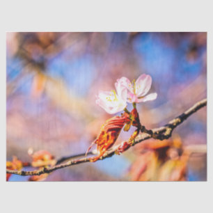 Two Amazing Sakura Flowers. Pink, Blue Background Tissue Paper
