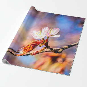 Two Amazing Sakura Flowers. Pink, Blue Background Wrapping Paper