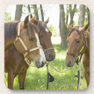 Two American Quarter horses standing in shade Coaster