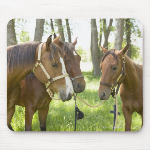 Two American Quarter horses standing in shade Mouse Mat