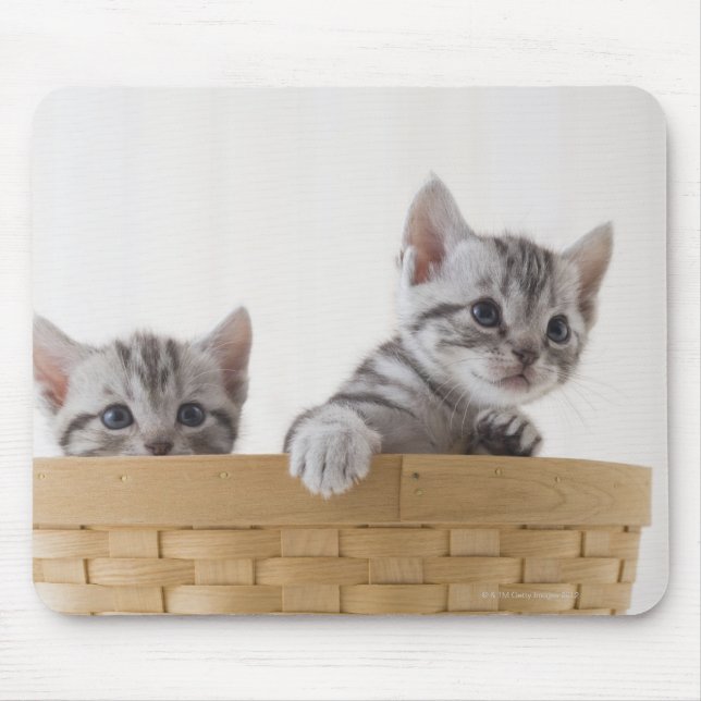 Two American Shorthair Kittens Mouse Mat (Front)