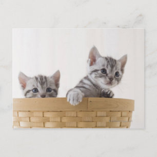 Two American Shorthair Kittens Postcard