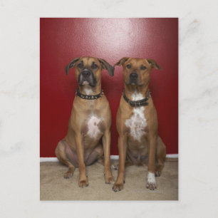 Two american stanford terriers sitting postcard