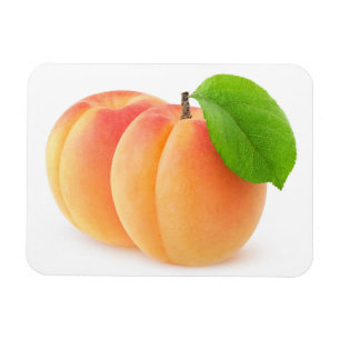 Two apricots magnet