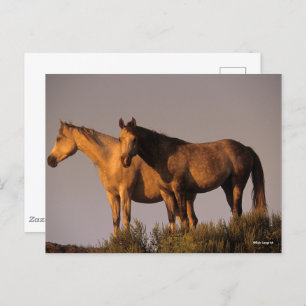 Two Arabs Standing Together Evening Light Postcard