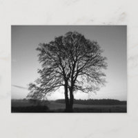 Two as One: the Forked Tree