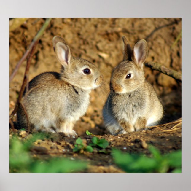 Two Baby Bunnies Poster (Front)