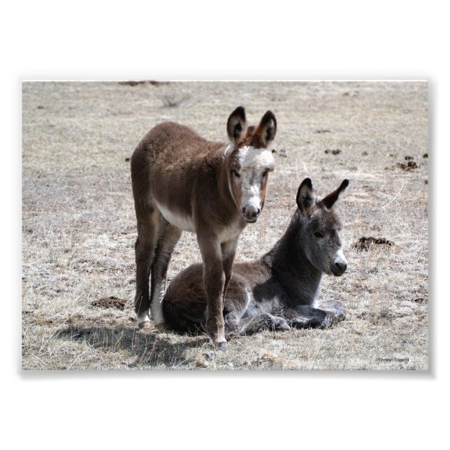 Two Baby Donkeys 5x7 Photo Print (Front)