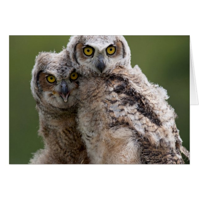 Two Baby Great Horned Owls (Front Horizontal)